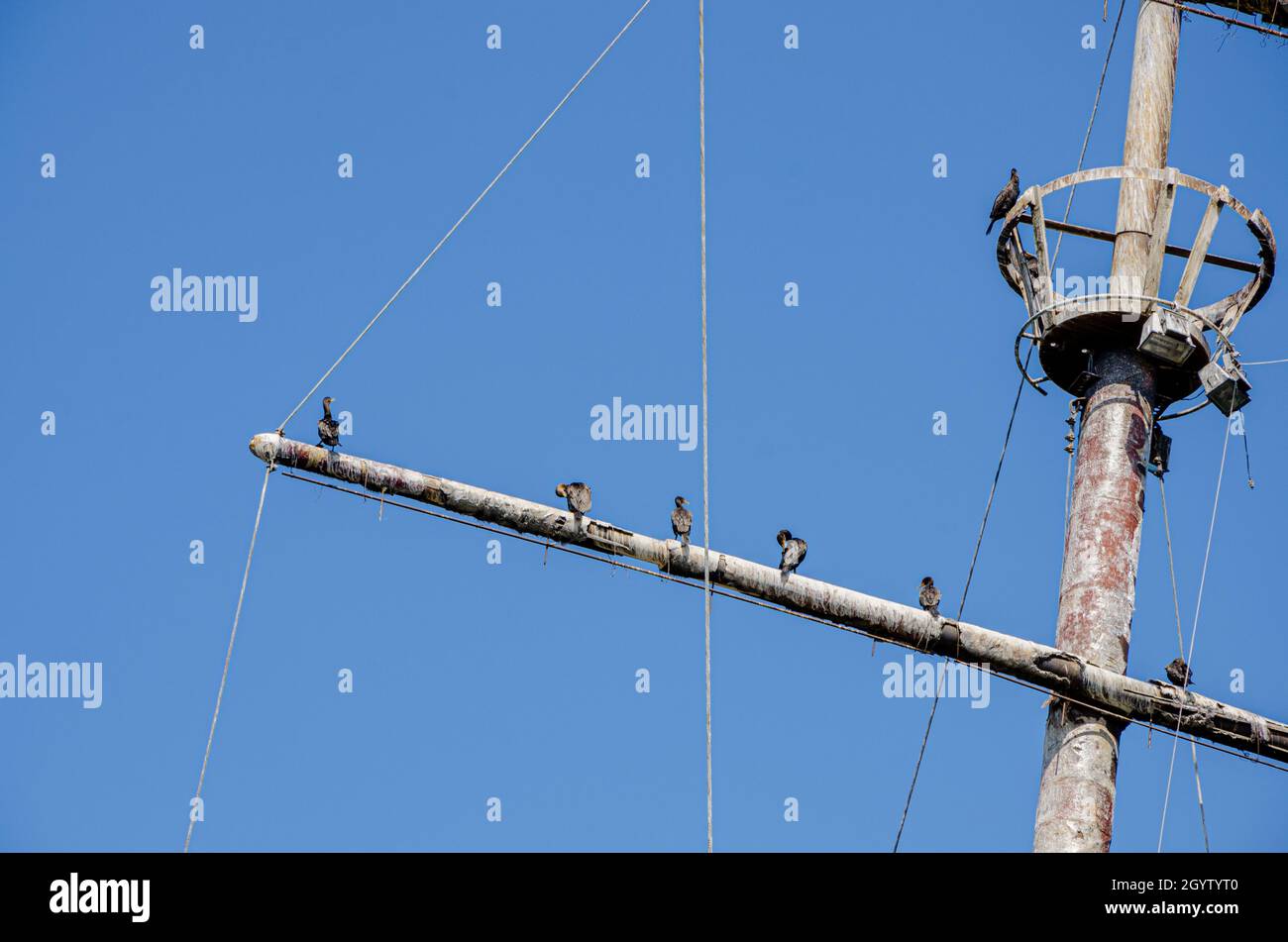 Doppelerzbemalte Kormoranvögel versammeln sich auf einem Mast Top Yard eines Schiffs Stockfoto
