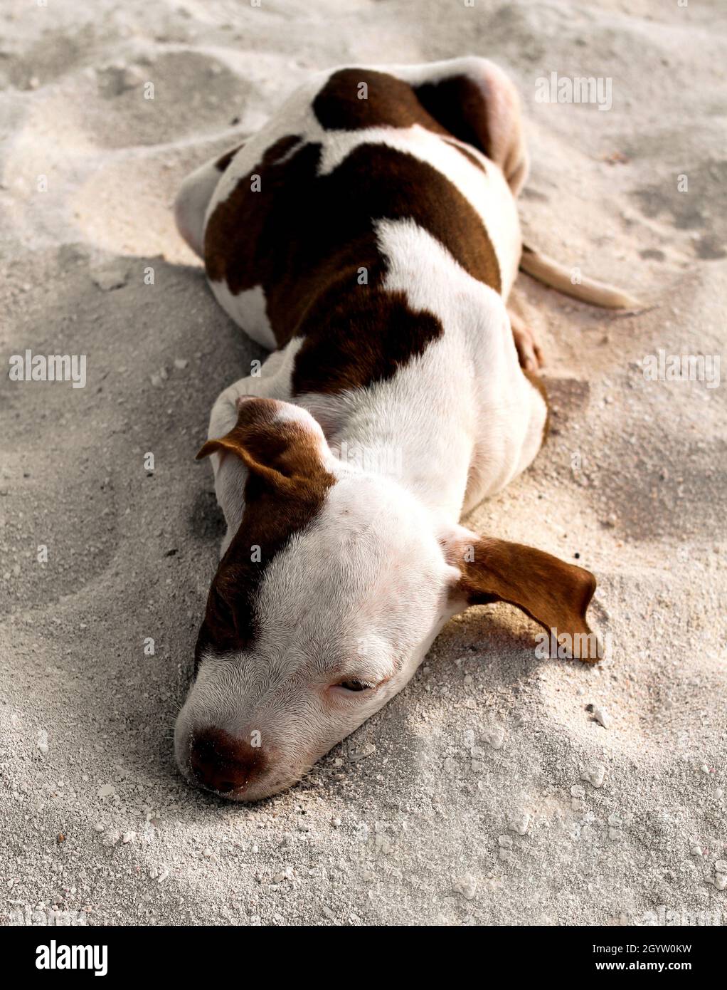 Puppy Pit Bull ruht im Sand am Strand Stockfoto