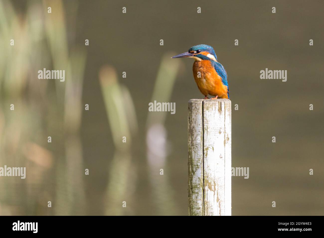 Kingfisher Alcedo atthis orange Red underparts Electric blue Wings back and Head orange feet beine and wangen white throat and long Dolch like Bill Stockfoto