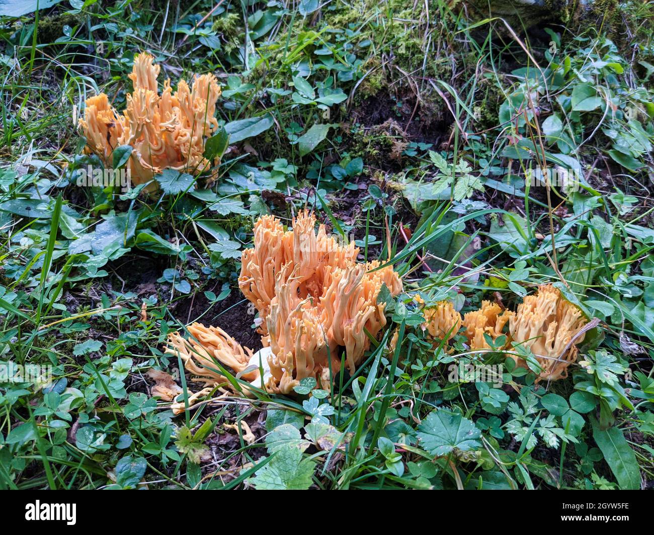 Pilz in den schweizer Bergen. Gefunden bei einer schönen Herbstwanderung auf dem Silberner Berg Stockfoto