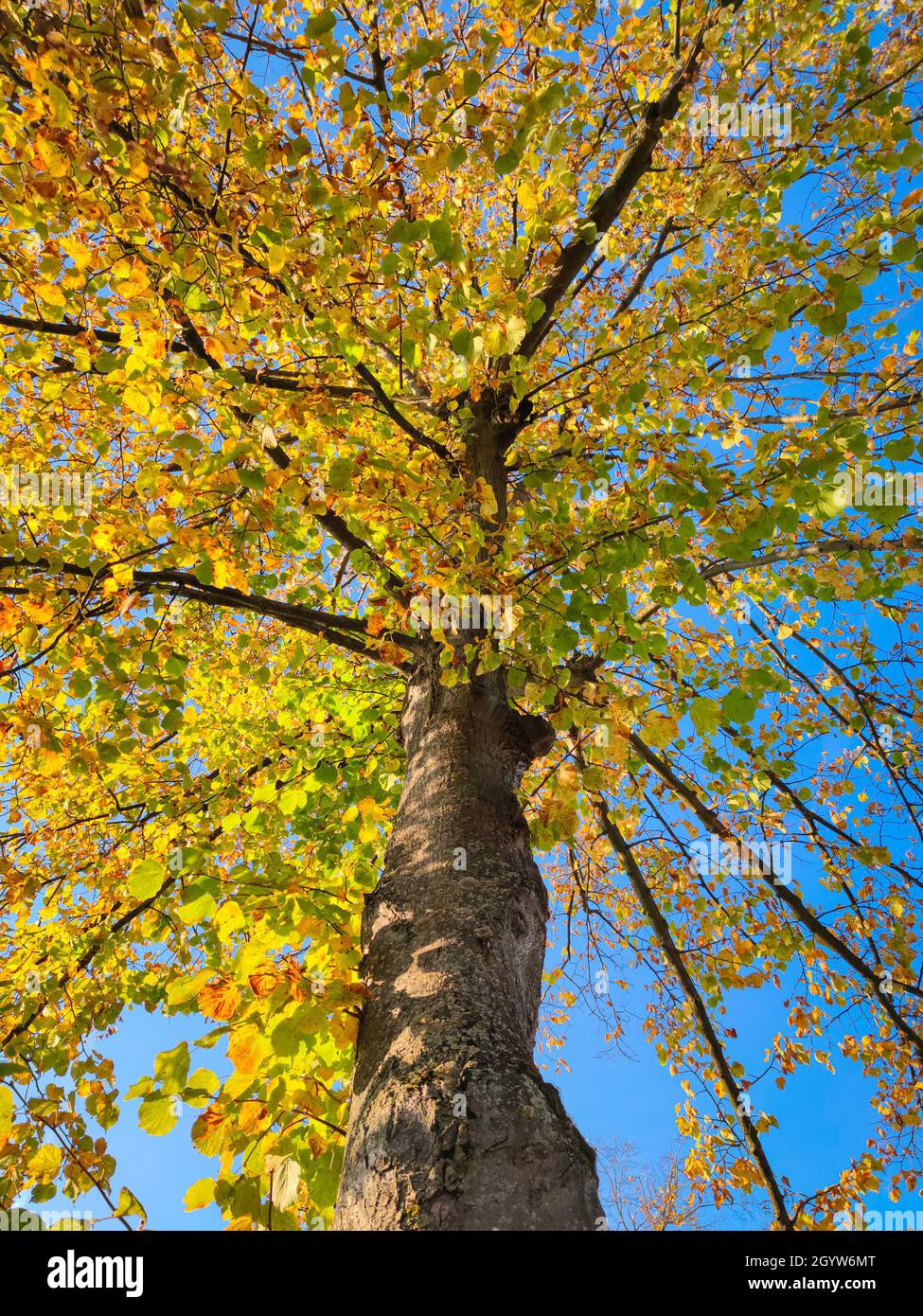 Niedrige Ansicht eines Baumes mit gelbem Herbstlaub vor einem blauen Himmel Stockfoto