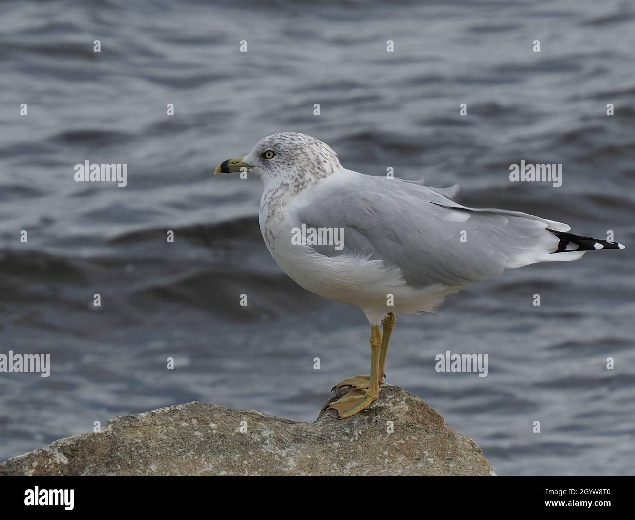 Nahaufnahme einer Möwe, die auf einem großen Felsen am Ottawa River steht. Stockfoto