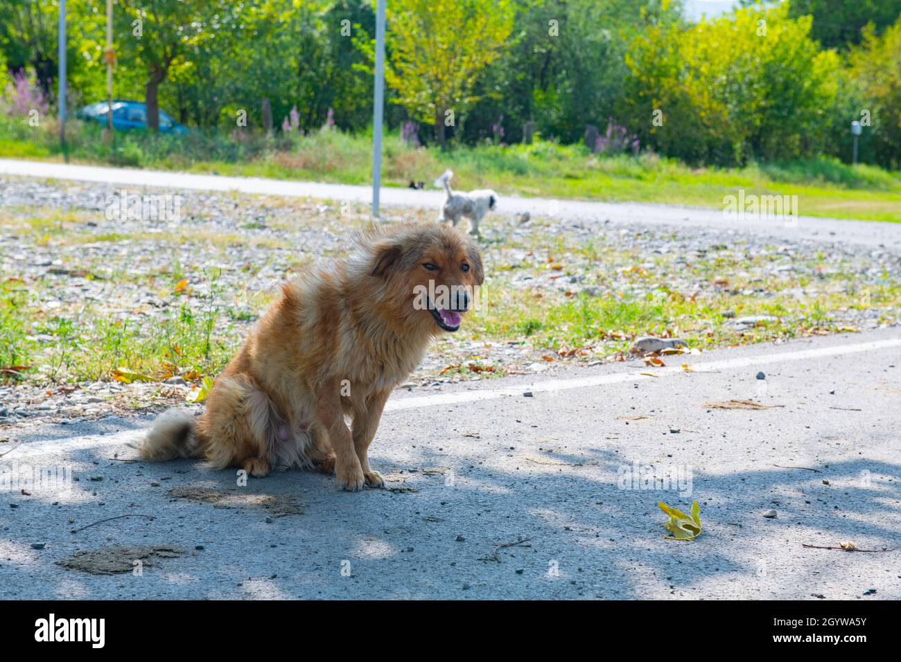 Ein Hofhund sitzt auf der Straße Stockfoto