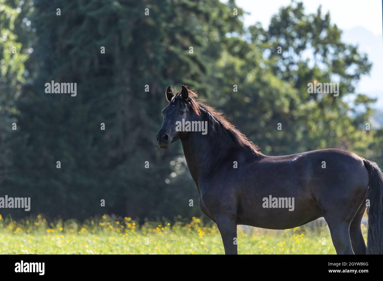 Porträt eines schönen schwarzen andalusischen p.r.e. Pferdes auf einer Weide Stockfoto