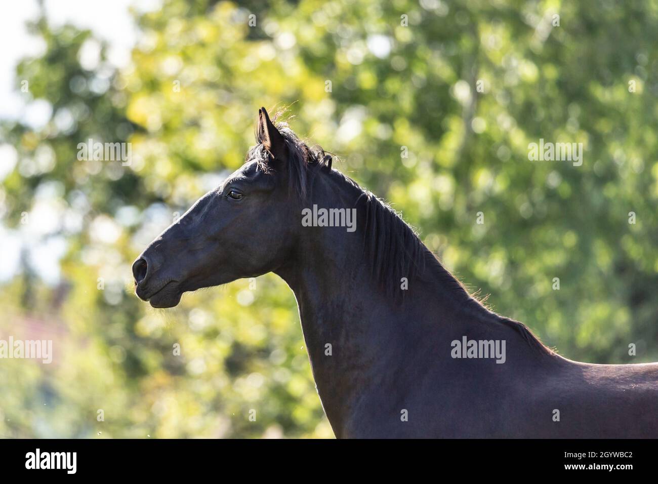 Porträt eines schönen schwarzen andalusischen p.r.e. Pferdes auf einer Weide Stockfoto