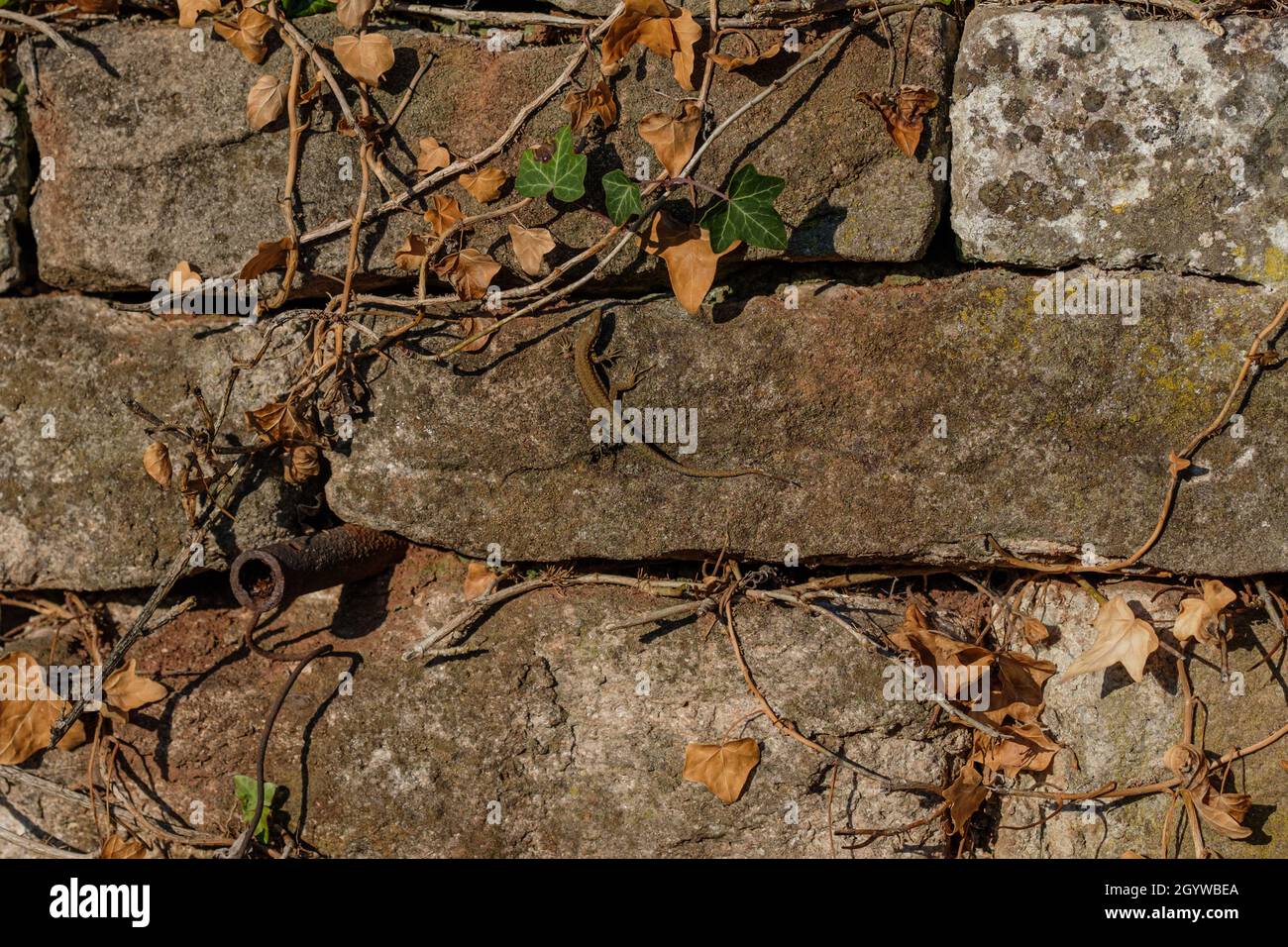Europäische Mauereidechse auf einem Sandstein Stockfoto