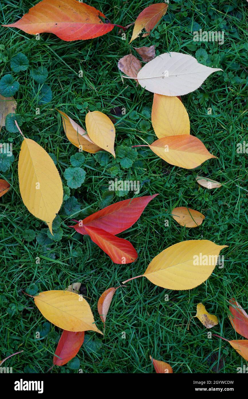 Nahaufnahme verschiedener bunter Herbstblätter auf einer Wiese. Stockfoto