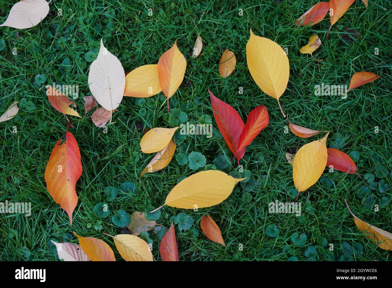 Nahaufnahme der herbstlichen Blätter auf einer Wiese. Stockfoto