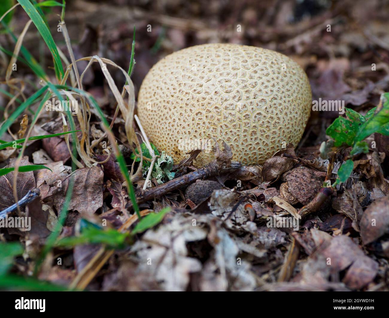 Skleroderma citrinum, Common Earthball, The New Forest, Hampshire, Großbritannien Stockfoto