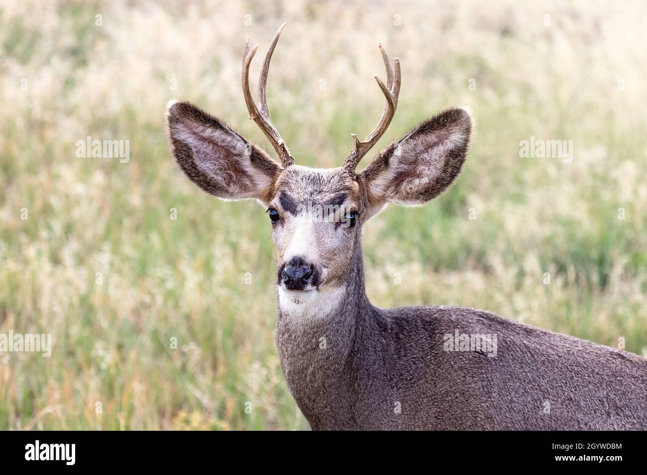 Maultierhirsch (Odocoileus hemionus) auf einem Feld in der Nähe von Cedaredge, Colorado Stockfoto