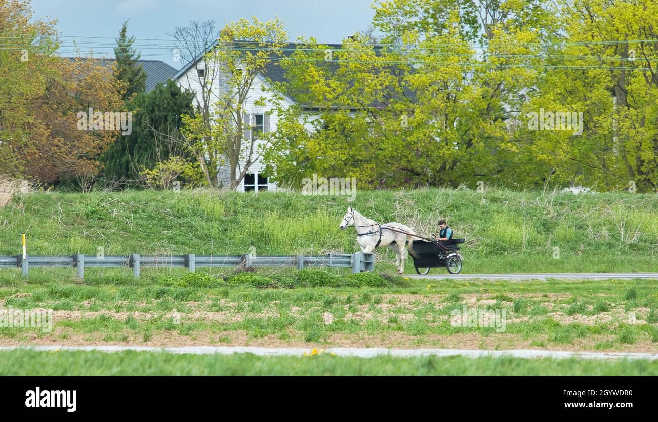 Ein Amish Open Horse und Buggy Reisen entlang einer Landstraße durch Ackerland an einem Frühlingstag Stockfoto
