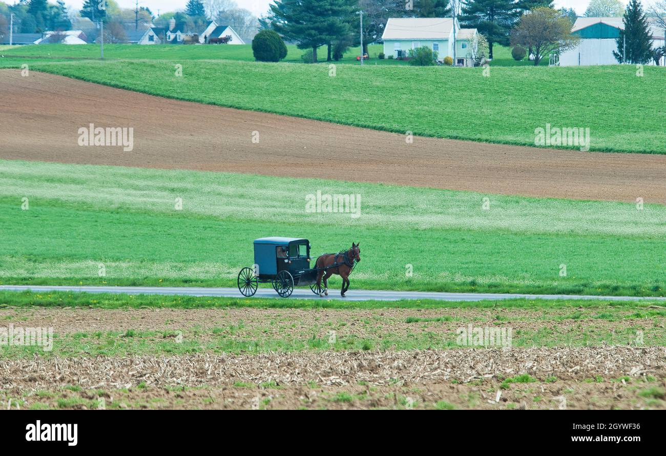 Ein Amish-Mann, der an einem Frühlingstag in einem Farmland mit Pferden und Buggy Thru unterwegs ist Stockfoto