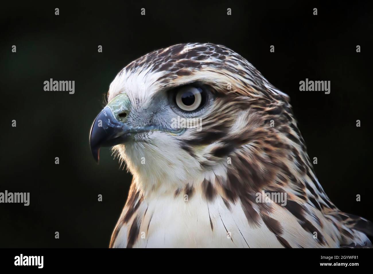 Makroansicht eines erwachsenen Red Tail Hawk-Kopfes Stockfoto