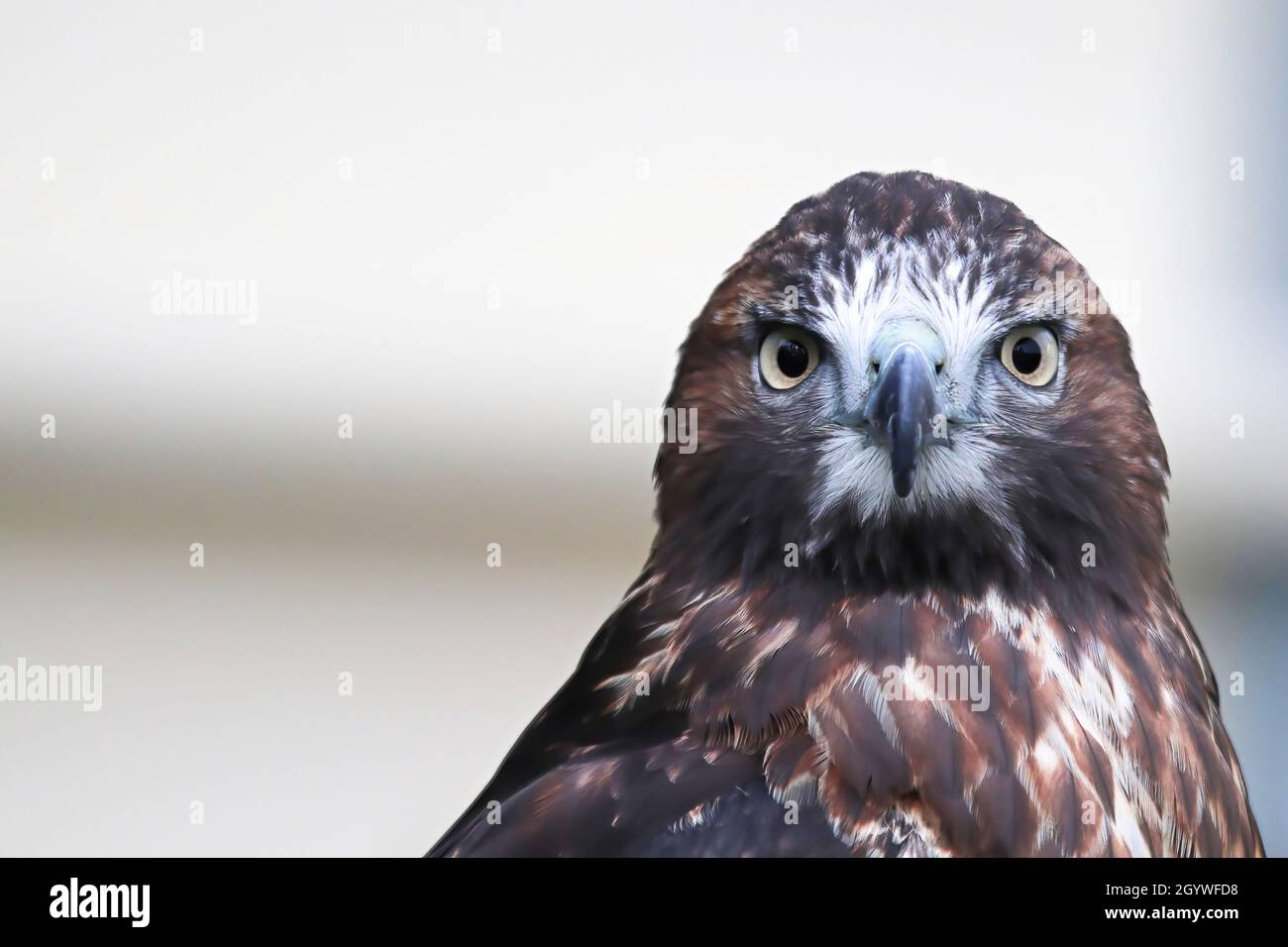Porträt eines jungen Red Tail Hawk-Kopfes Stockfoto