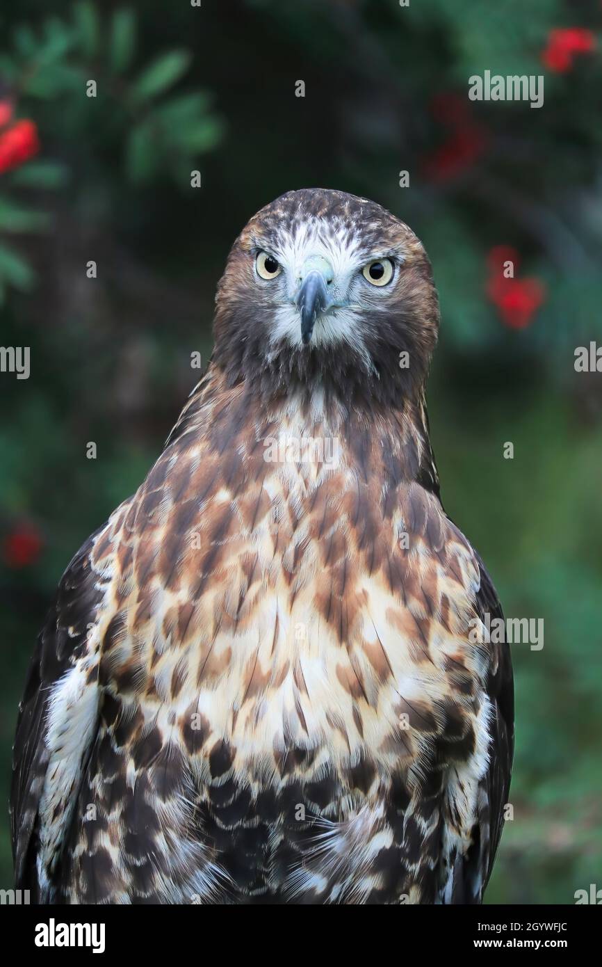 Vertikal eines jungen Red Tail Hawk-Kopfes Stockfoto