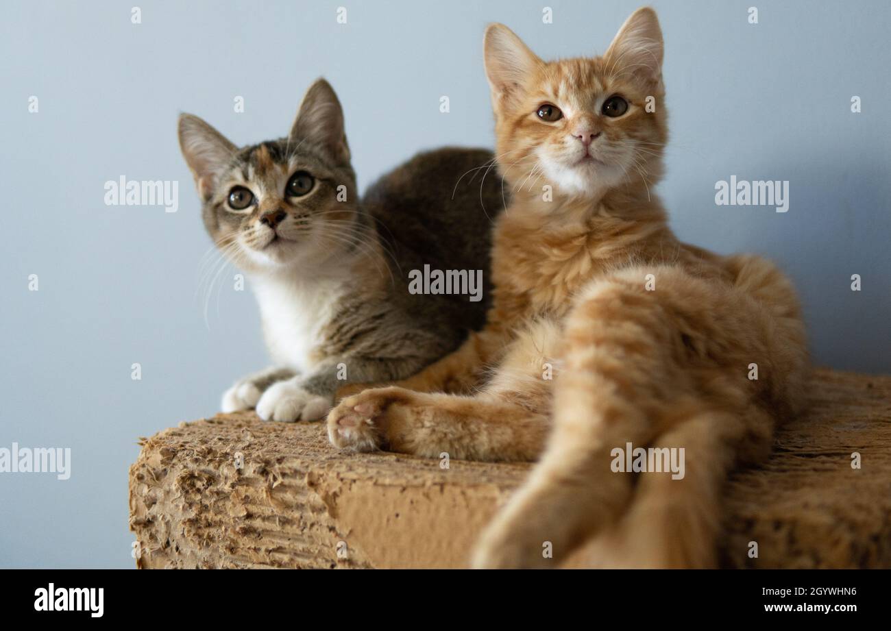 Ein Calico und ein Ingwer-Kätzchen sitzen auf einem Pappkratzer Stockfoto