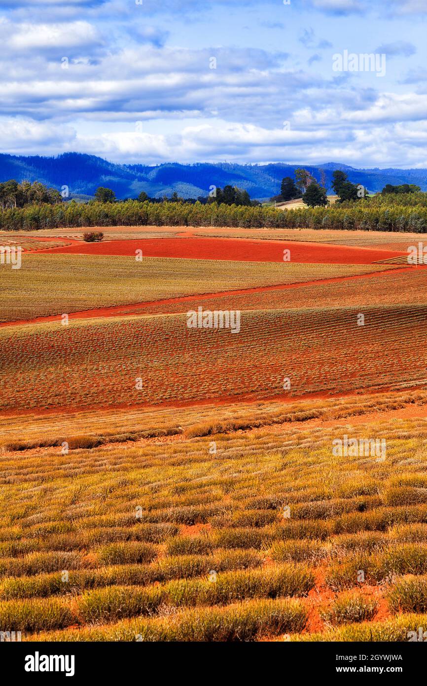 Kultivierte landwirtschaftliche Felder der Lavendel Farm in Tasmanien auf rotem australischen Boden des Outback. Stockfoto