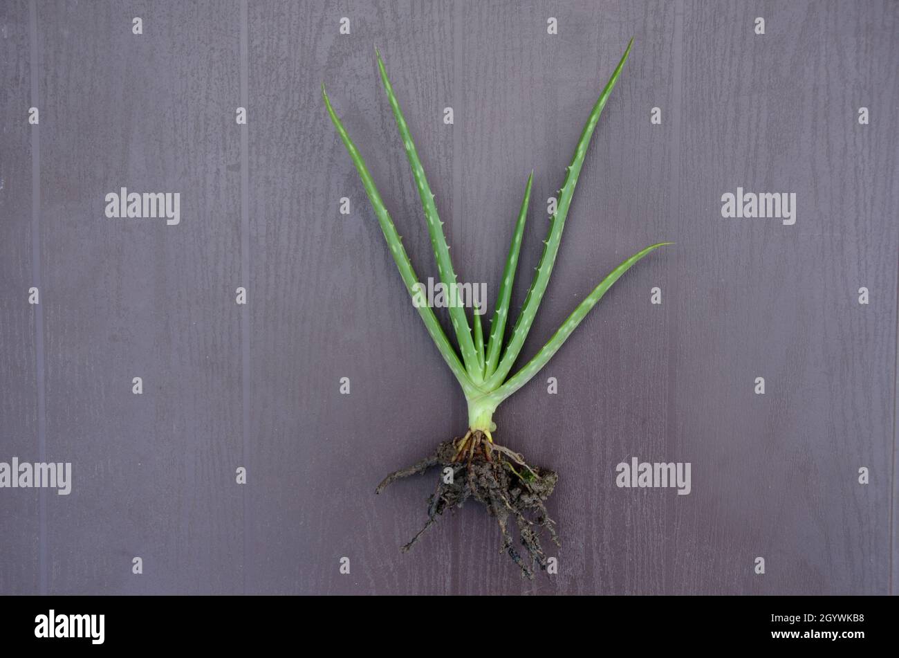 Nahaufnahme der grünen reifen Aloe Vera Pflanzen mit Wurzeln über; graubrauner Hintergrund Stockfoto