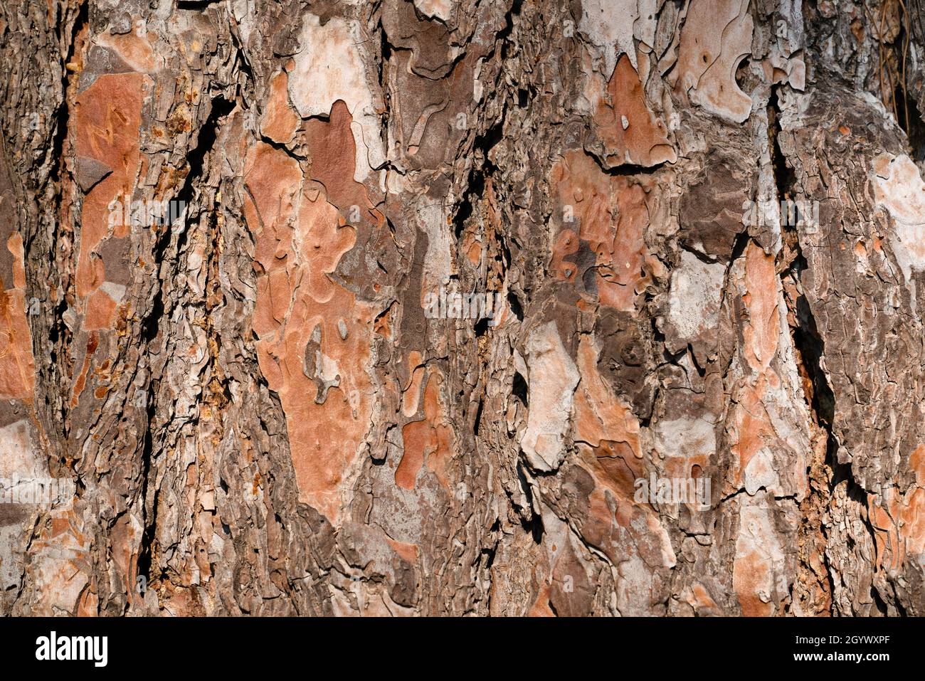 Schöne Kiefer Rinde Hintergrund. Stockfoto