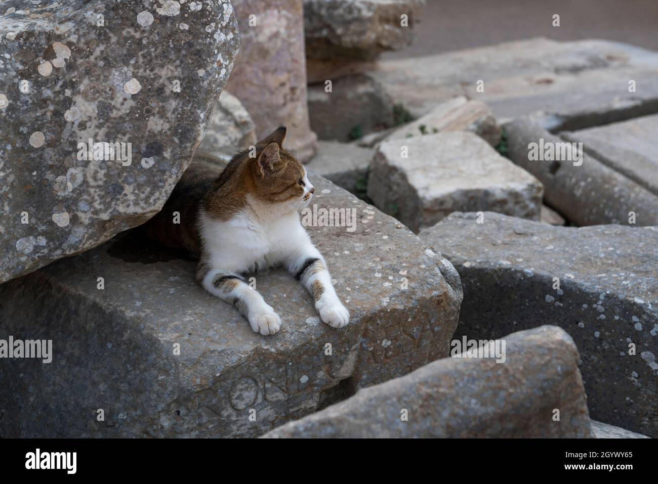 Efes, Izmir, Türkei - 23. August 2021: Eine Katze liegt auf den Steinruinen der antiken Stadt Ephesus Stockfoto