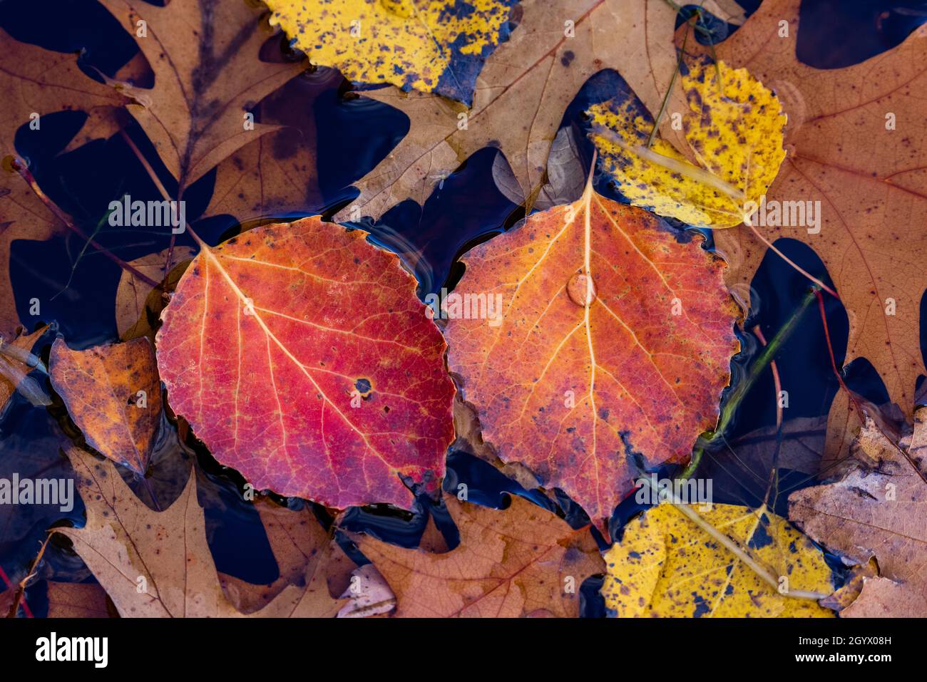 Herbstblätter schweben am Ufer eines nördlichen Wisconsin-Feuchtgebiets. Stockfoto