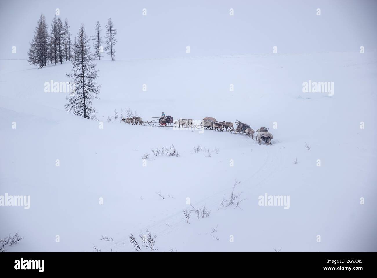 Nenzen Menschen während einer Winterwanderung mit Holzschlitten in einer Schneewalle in der Tundra. Autonomer Kreis Jamal-Nenzen, Russland Stockfoto