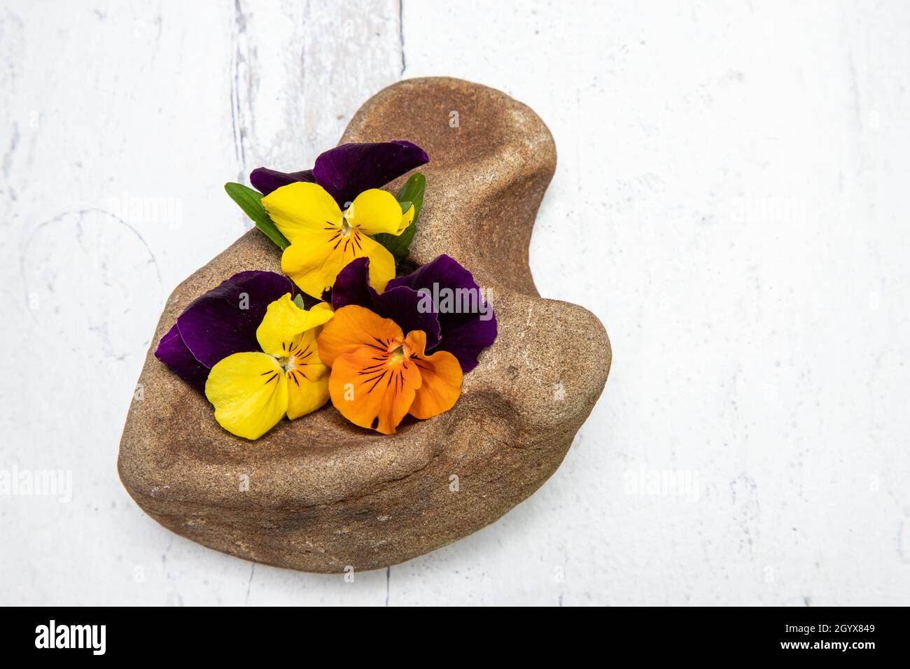 Süße violette Blüten in einem kleinen Steinfelsen Stockfoto