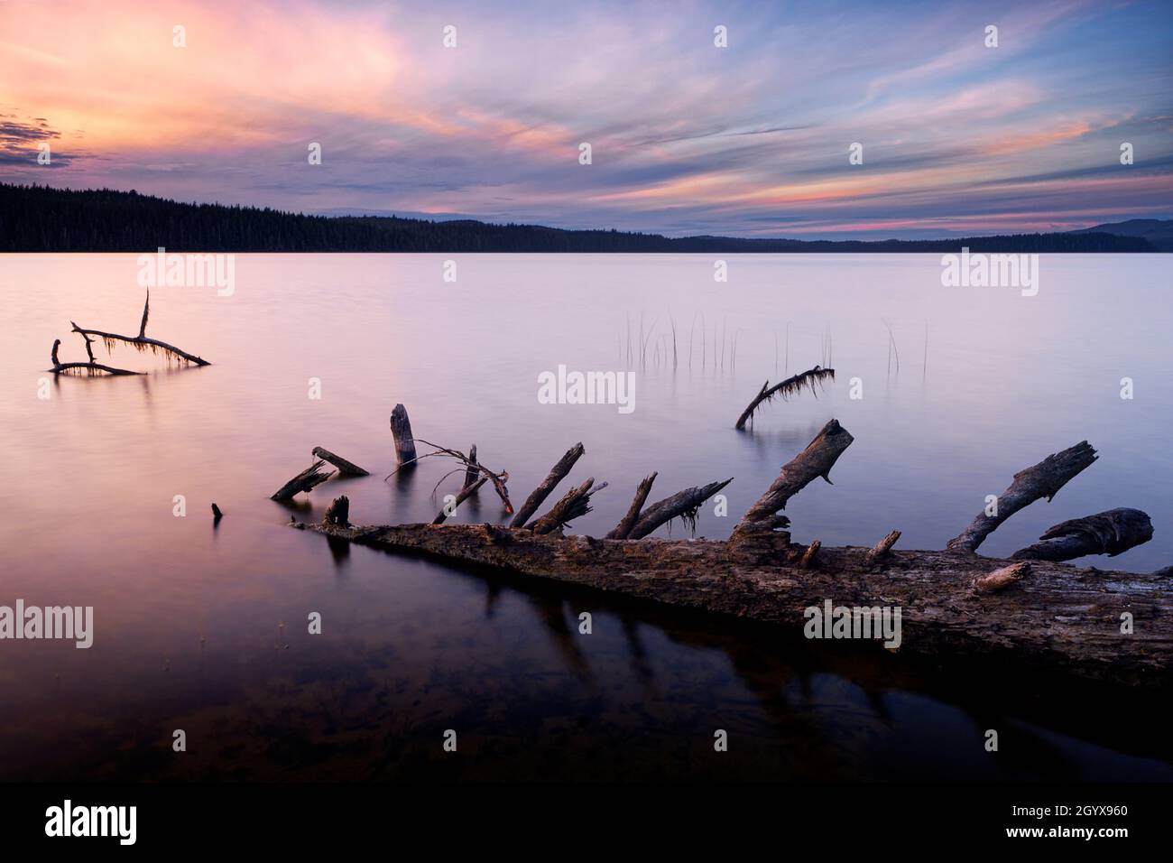 Log gefallen in Lake Ozette, Tivoli Island, Lake Ozette, Olympic National Park, Washington, USA Stockfoto