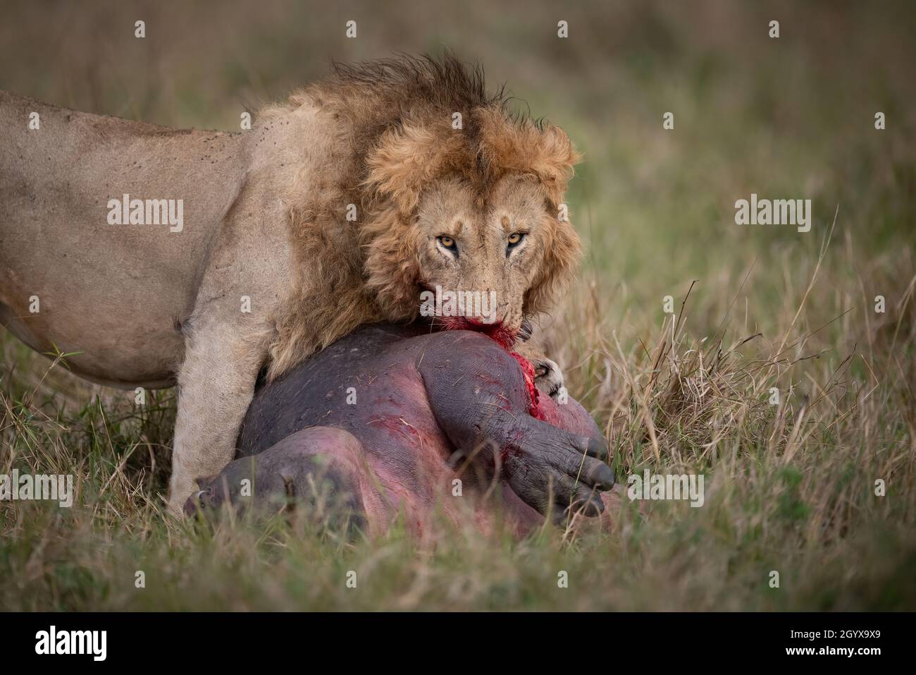 Ein Löwe in Mara, Afrika Stockfoto