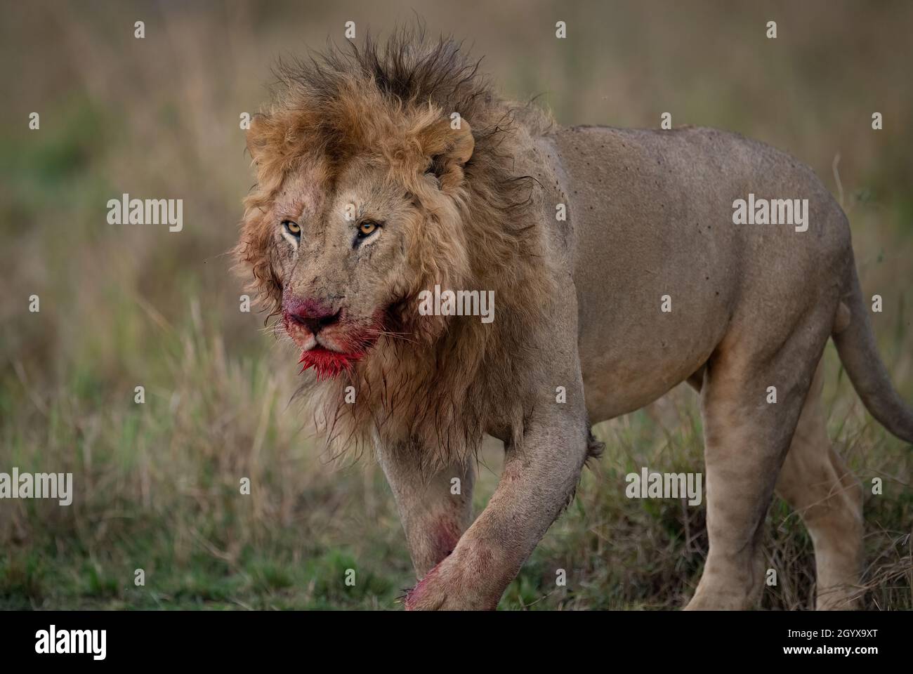 Ein Löwe in Mara, Afrika Stockfoto