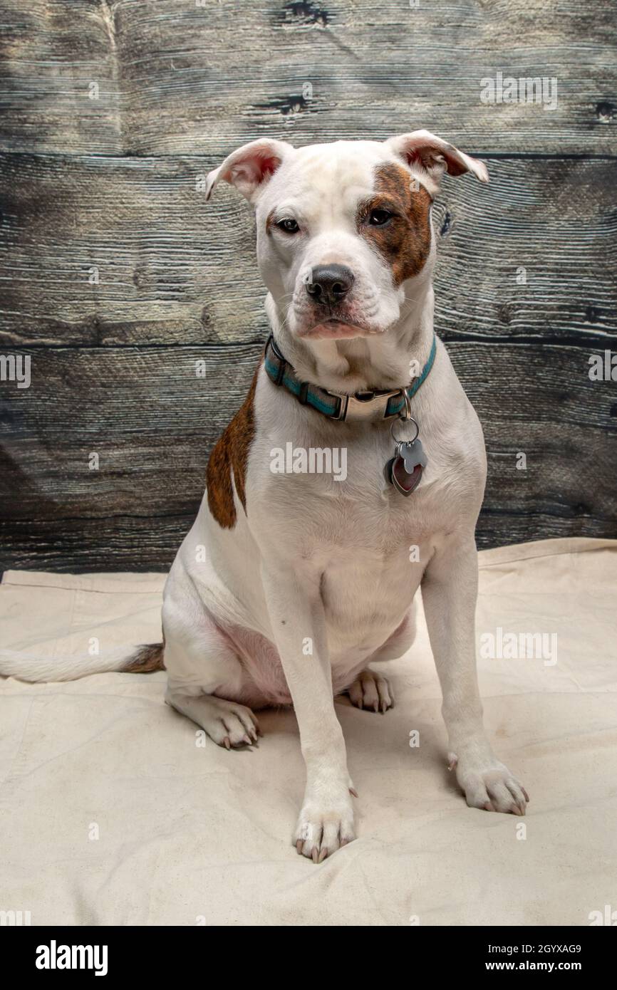 Young Mixed Breed Mostly Pit Bull Puppy Dog Studio Shot Stockfoto