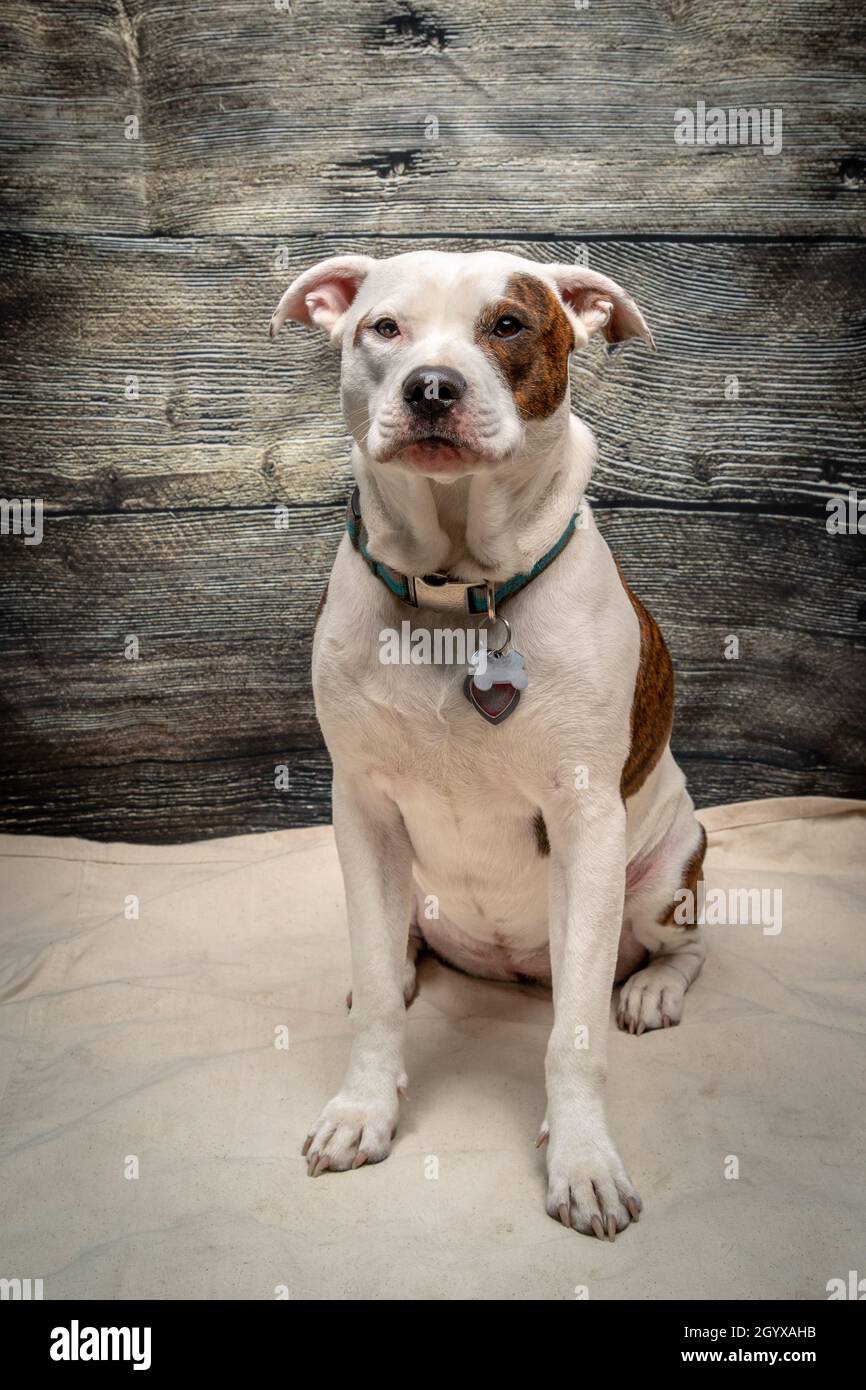Young Mixed Breed Mostly Pit Bull Puppy Dog Studio Shot Stockfoto