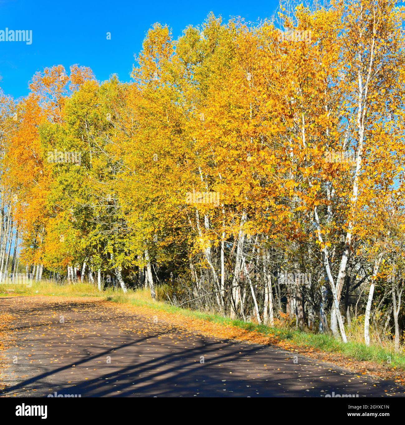 Goldene und gelbe Herbstbirken vor einem strahlend blauen Himmel, neben einer Schotterstraße. Stockfoto