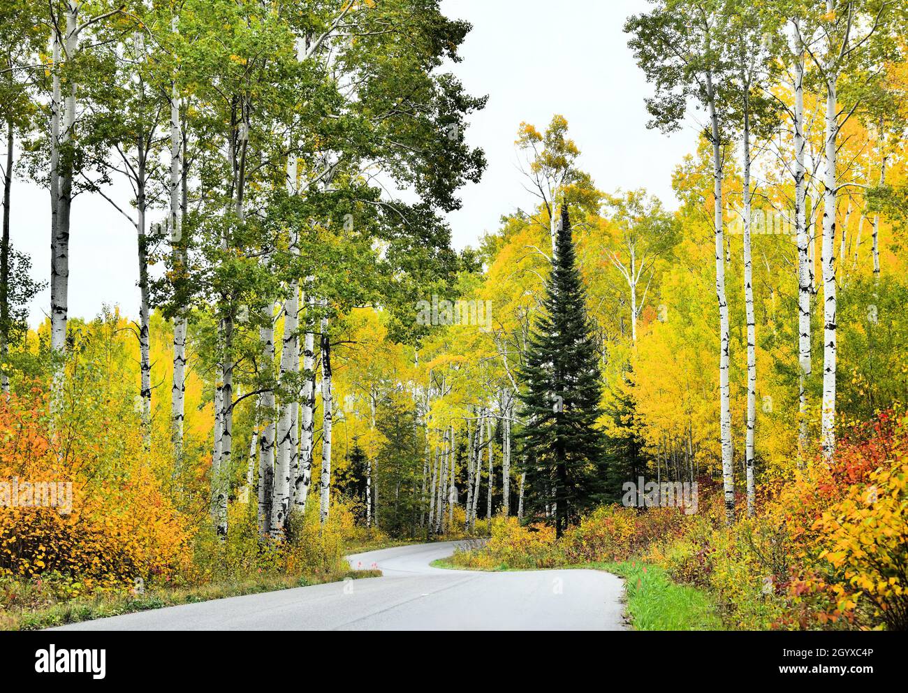 Eine kurvenreiche Straße durch einen atemberaubenden herbstlichen Wald an einem sonnigen Tag in Thunder Bay, Ontario, Kanada, Nordamerika. Stockfoto