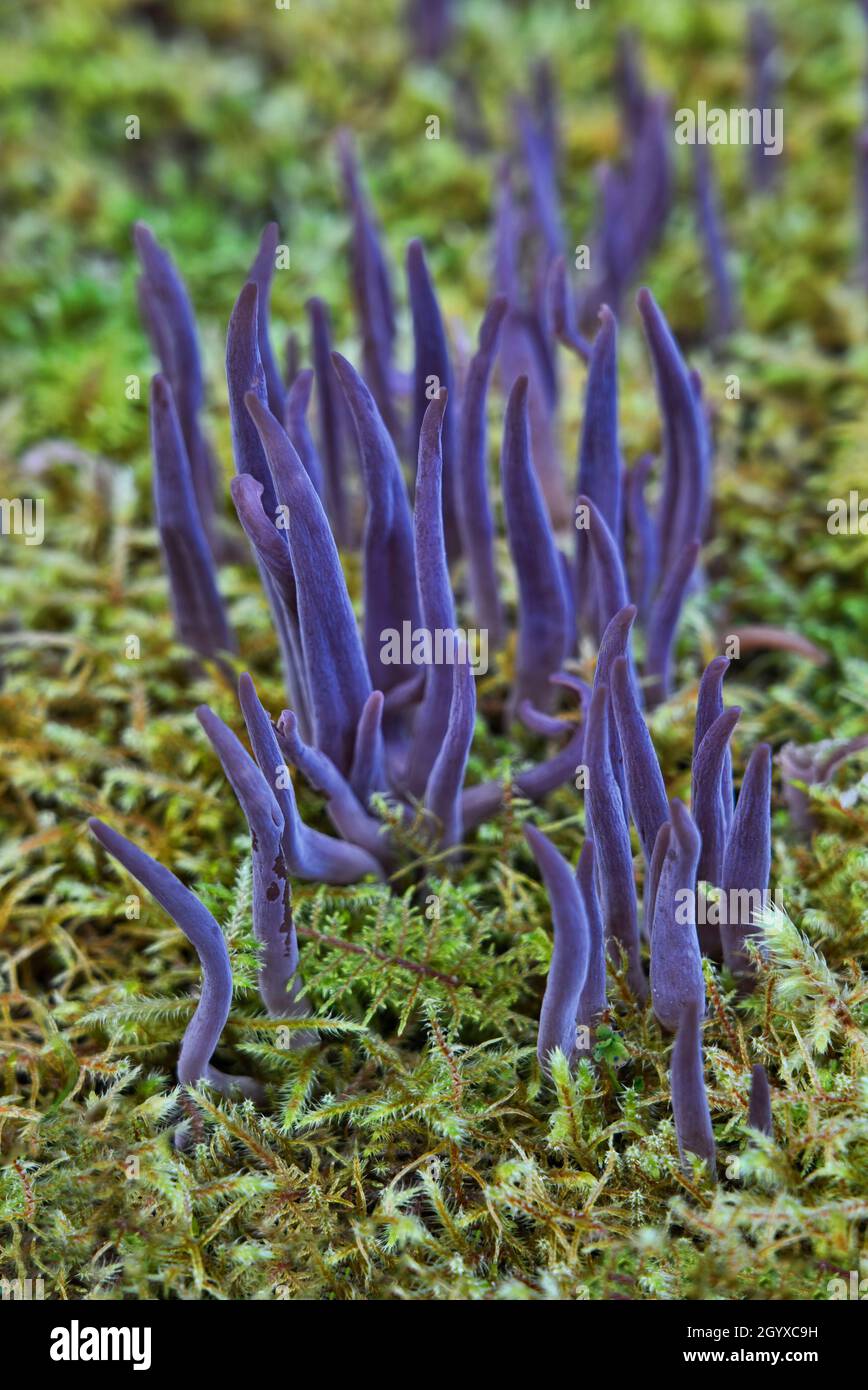 Nahaufnahme des purpurnen Fenkelpilzes Alloclavaria purea im Moos. Stockfoto