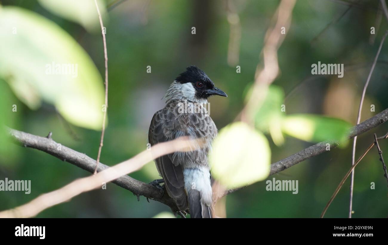 Ein rußköpfiger Bulbul-Vogel. Stockfoto