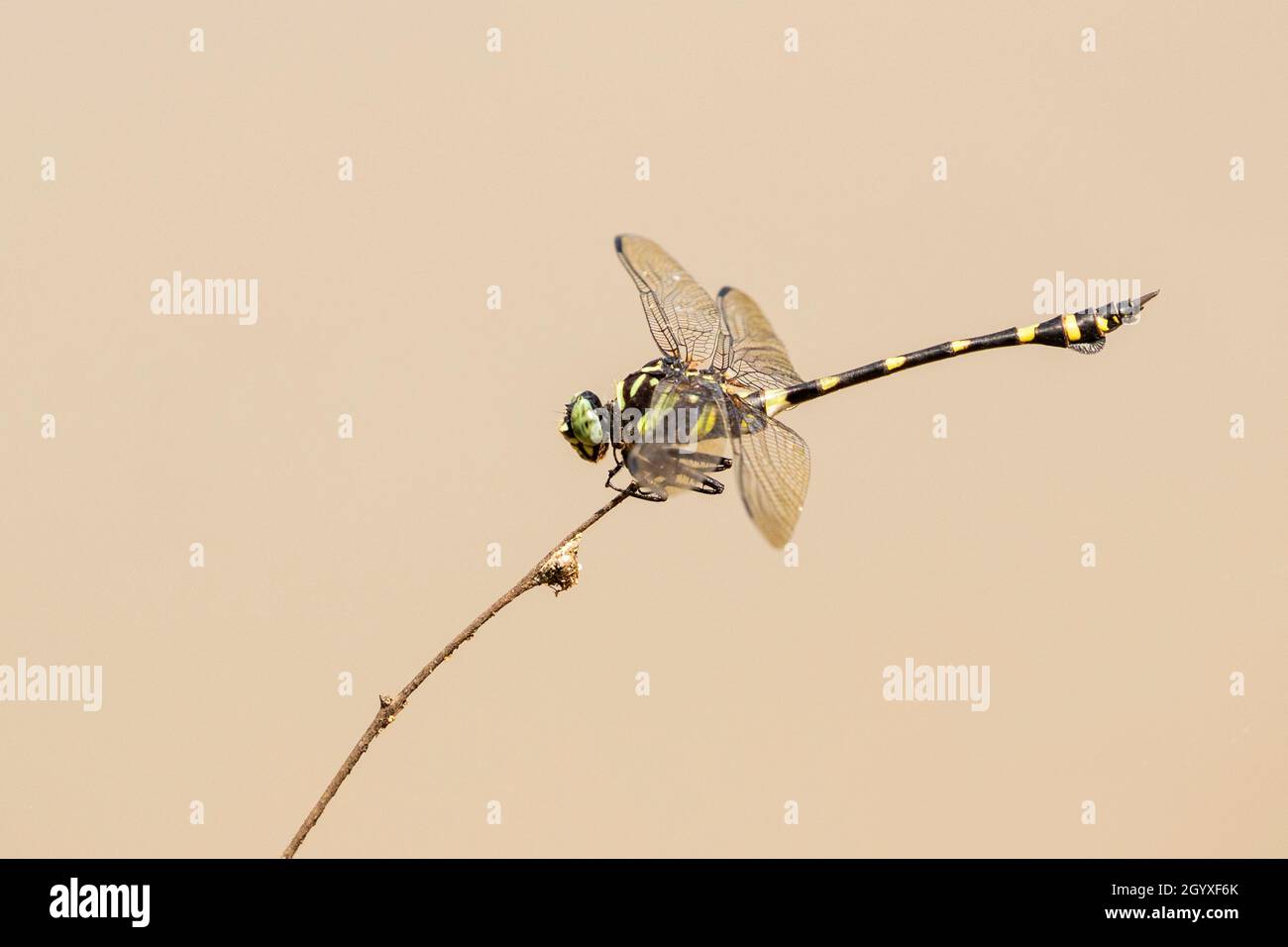 Abbildung von Gomphidae-Libelle (Ictinogomphos Decoratus) auf trockenen Ästen auf Naturhintergrund. Insekt. Tier. Stockfoto