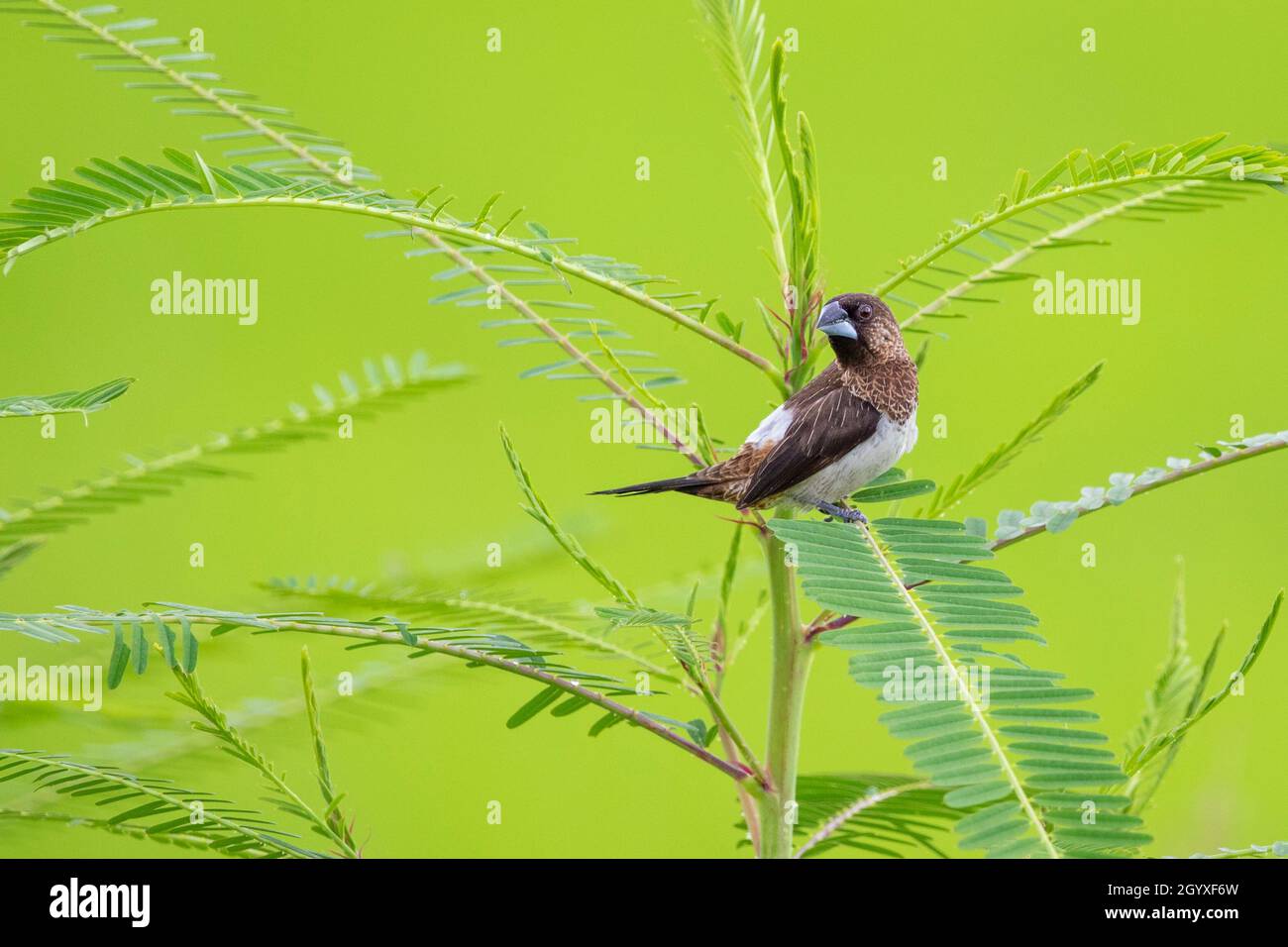 Bild des white-rumped munia Bird (Lonchura striata) auf Naturhintergrund. Vögel. Tier. Stockfoto