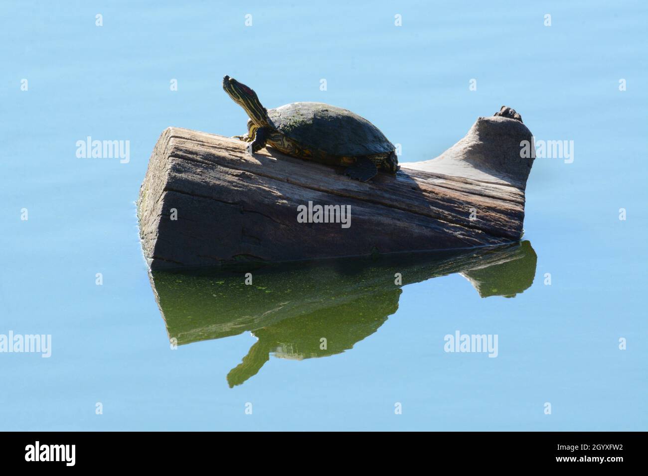 Rotohrige gleitende Schildkröte, die sich auf dem Holzstamm mit ausgestrecktem Hals sonnt, um das letzte warme Herbstsonnenlicht einzufangen, während die Sonne am Himmel zu sinken beginnt Stockfoto