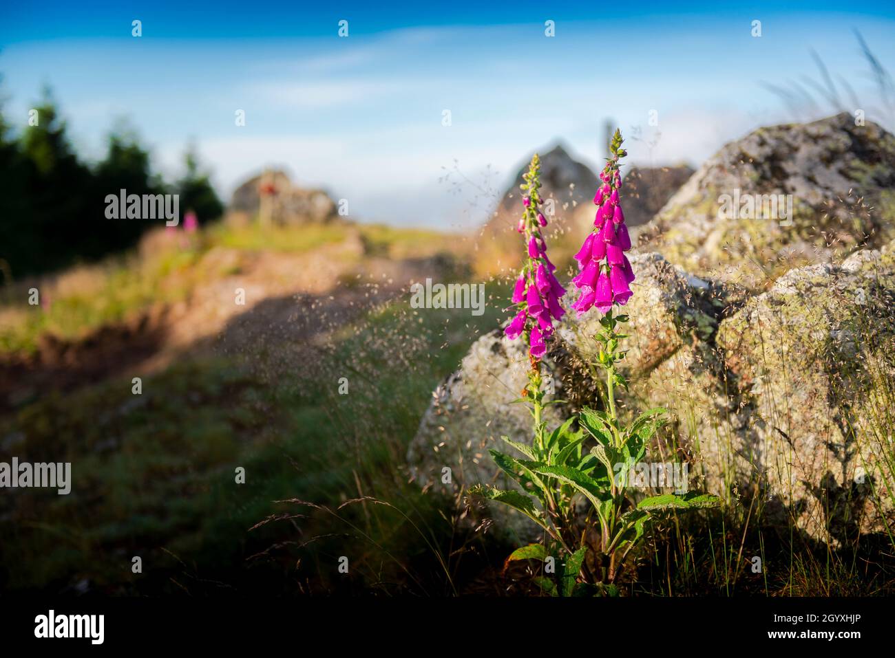 Digitalis Purpurea blüht morgens Stockfoto