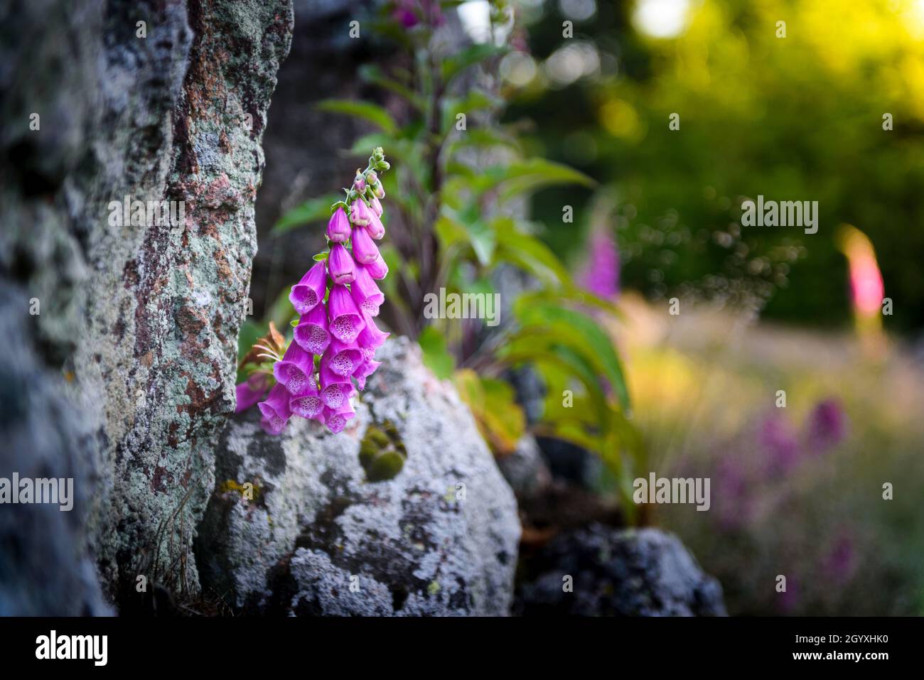 Digitalis Purpurea blüht morgens Stockfoto
