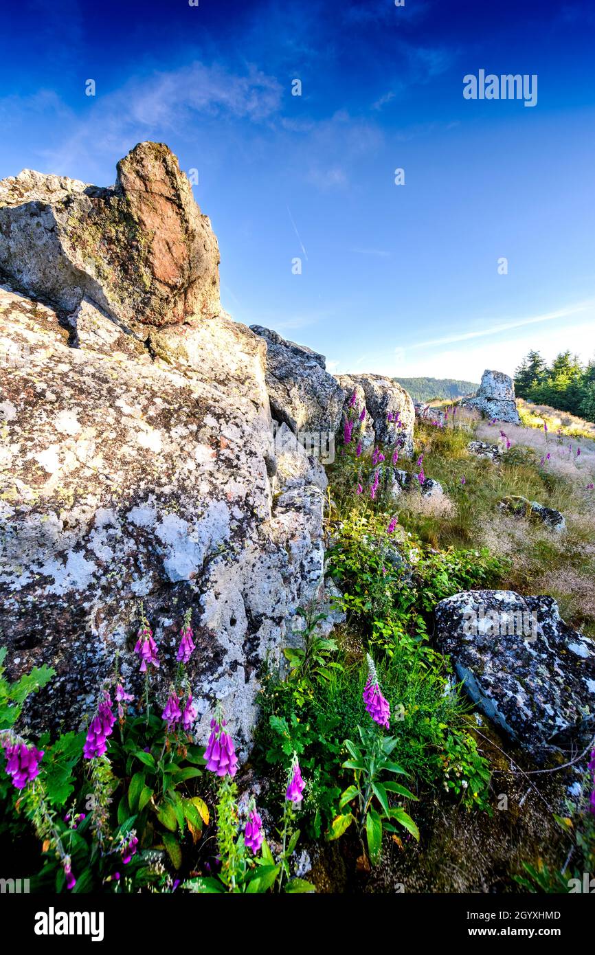 Granitrücken von Chiroubles bei Beaujolais in Frankreich Stockfoto