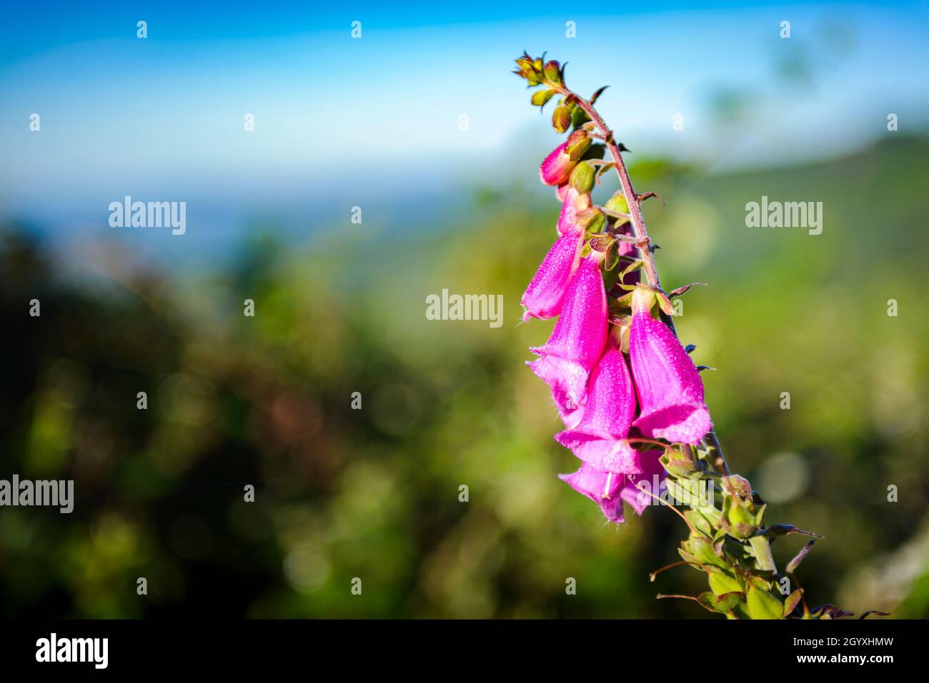 Digitalis Purpurea blüht morgens Stockfoto