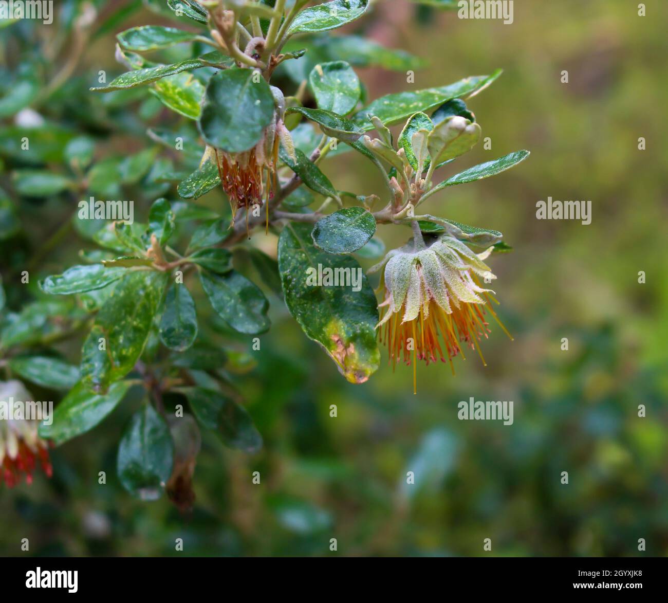 Zierliche orange glockenförmige Blüten der westaustralischen Wildblume Diplolaena angustifolia verleiht der Buschlandschaft im Tuart Forest Farbe. Stockfoto