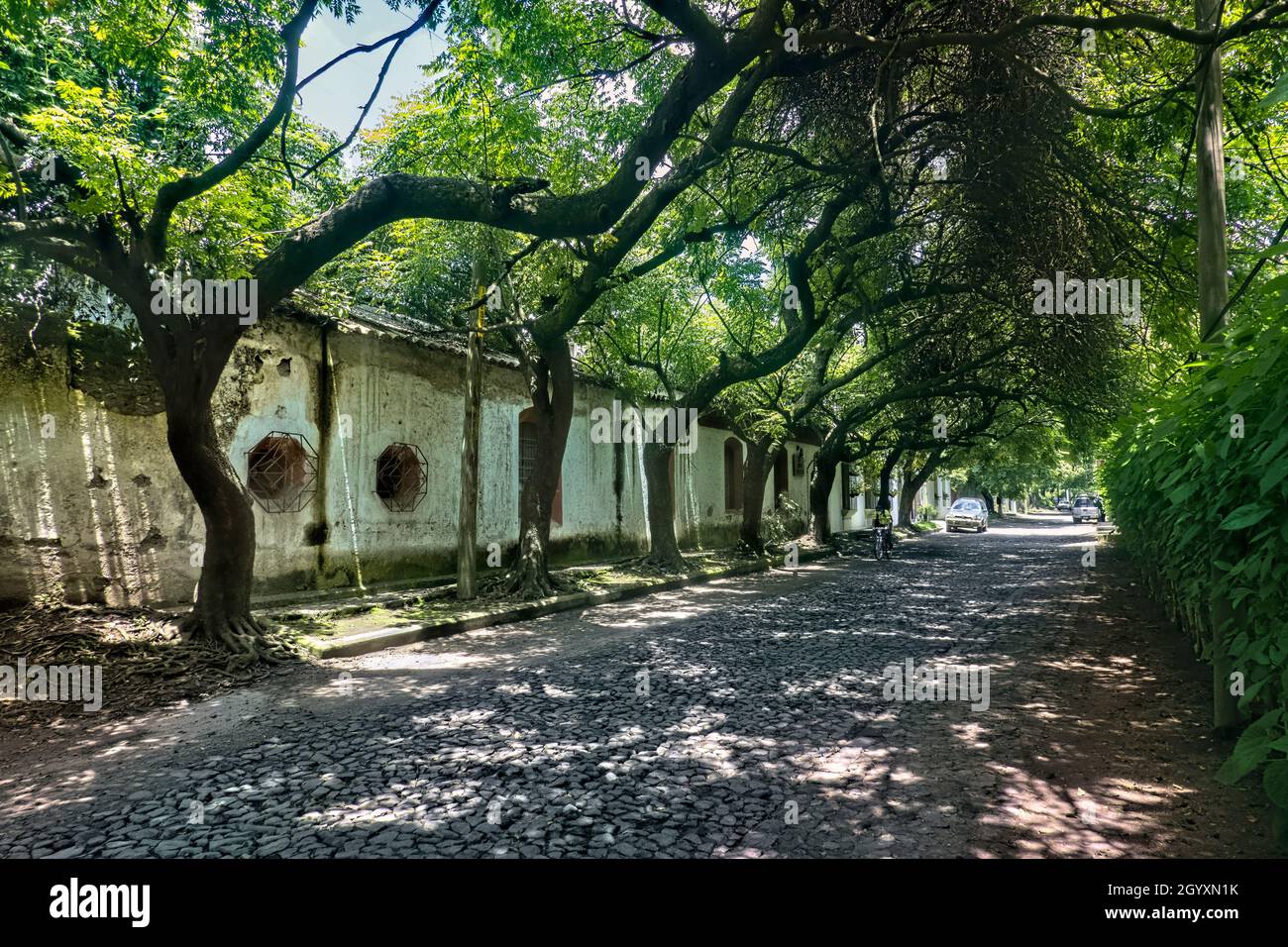 Ruhige Kopfsteinpflasterstraße und Baumtunnel in Antigua, Guatemala, Stockfoto
