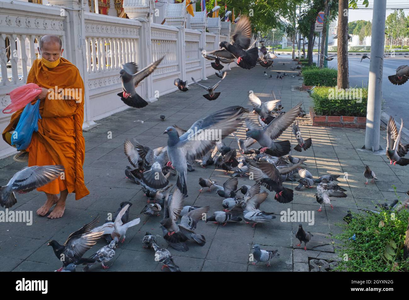 Ein barfuß thailändischer buddhistischer Mönch geht an einer erschrockenen Taubenschar vor dem Wat (Tempel) Ratchaburana (Wat Liab) in Bangkok, Thailand, vorbei Stockfoto