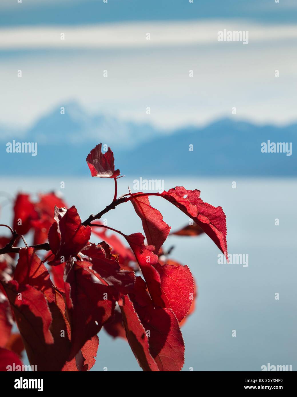 Wunderschöne rote Herbstblätter vor dem Hintergrund der Southern Alps, Lake Pukaki, Mackenzie Basin, South Island. Vertikales Format. Stockfoto