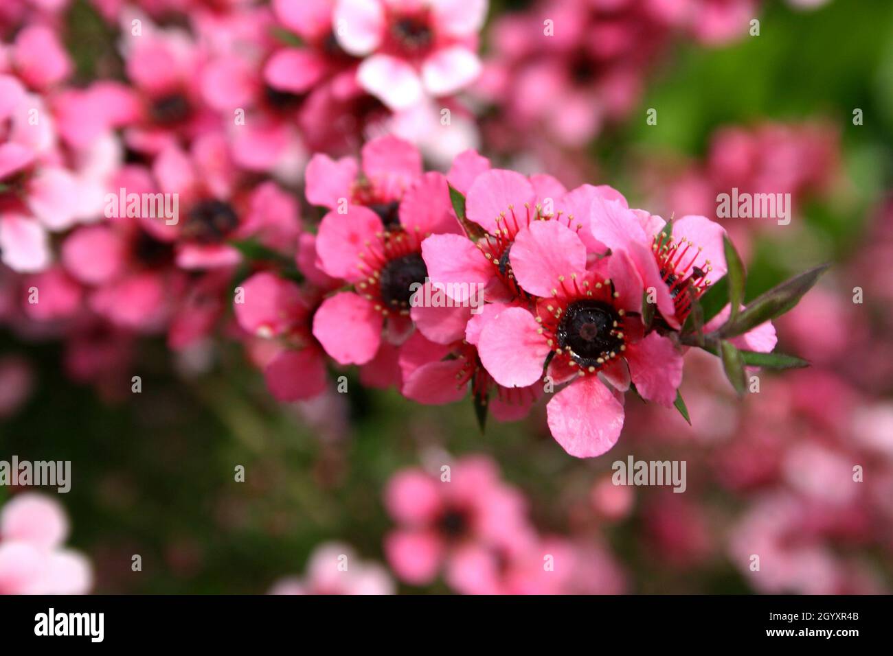 NAHAUFNAHME DER ROSAFARBENEN BLÜTEN VON LEPTOSPERMUM SCOPARIUM, BEKANNT ALS MANUKA MYRTE ODER NEUSEELÄNDISCHE TEATREE. NEUSEELAND. Stockfoto