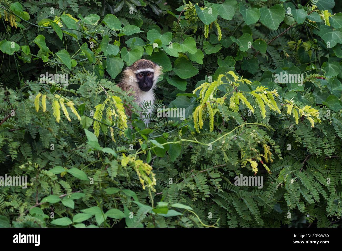 Grüner Affe - Chlorocebus aethiops, schöner populärer Affe aus westafrikanischen Büschen und Wäldern, Murchison Falls, Uganda. Stockfoto
