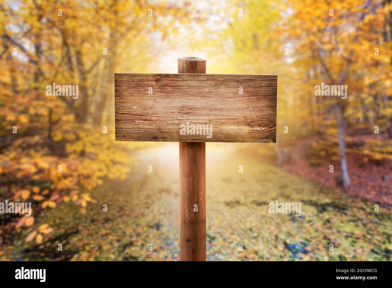 Naturholz Mock up Schild oder Richtung Boardin den Wald mit Herbst Hintergrund. Hochwertige Fotos Stockfoto